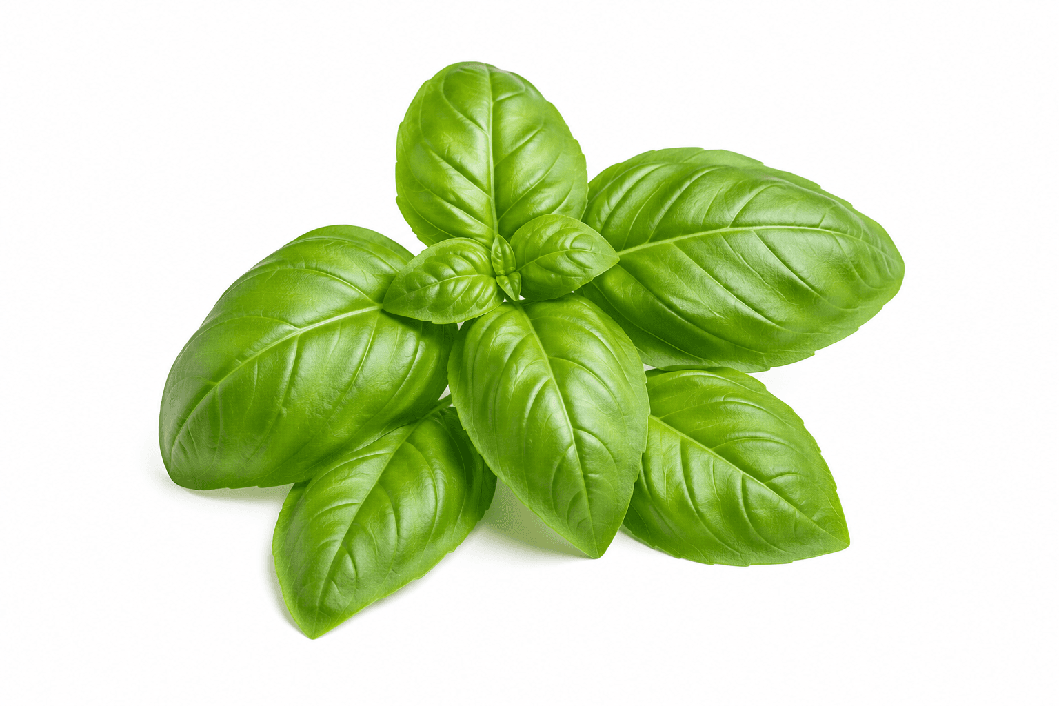 Premium Egyptian Basil